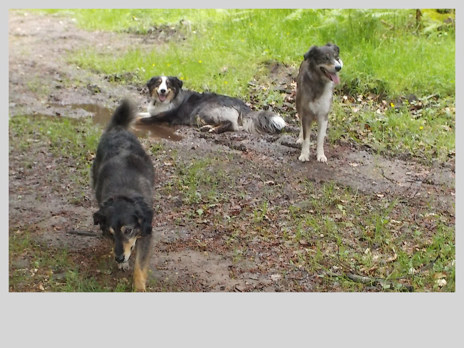 Wanderung mit Hunden, Sonja Watt