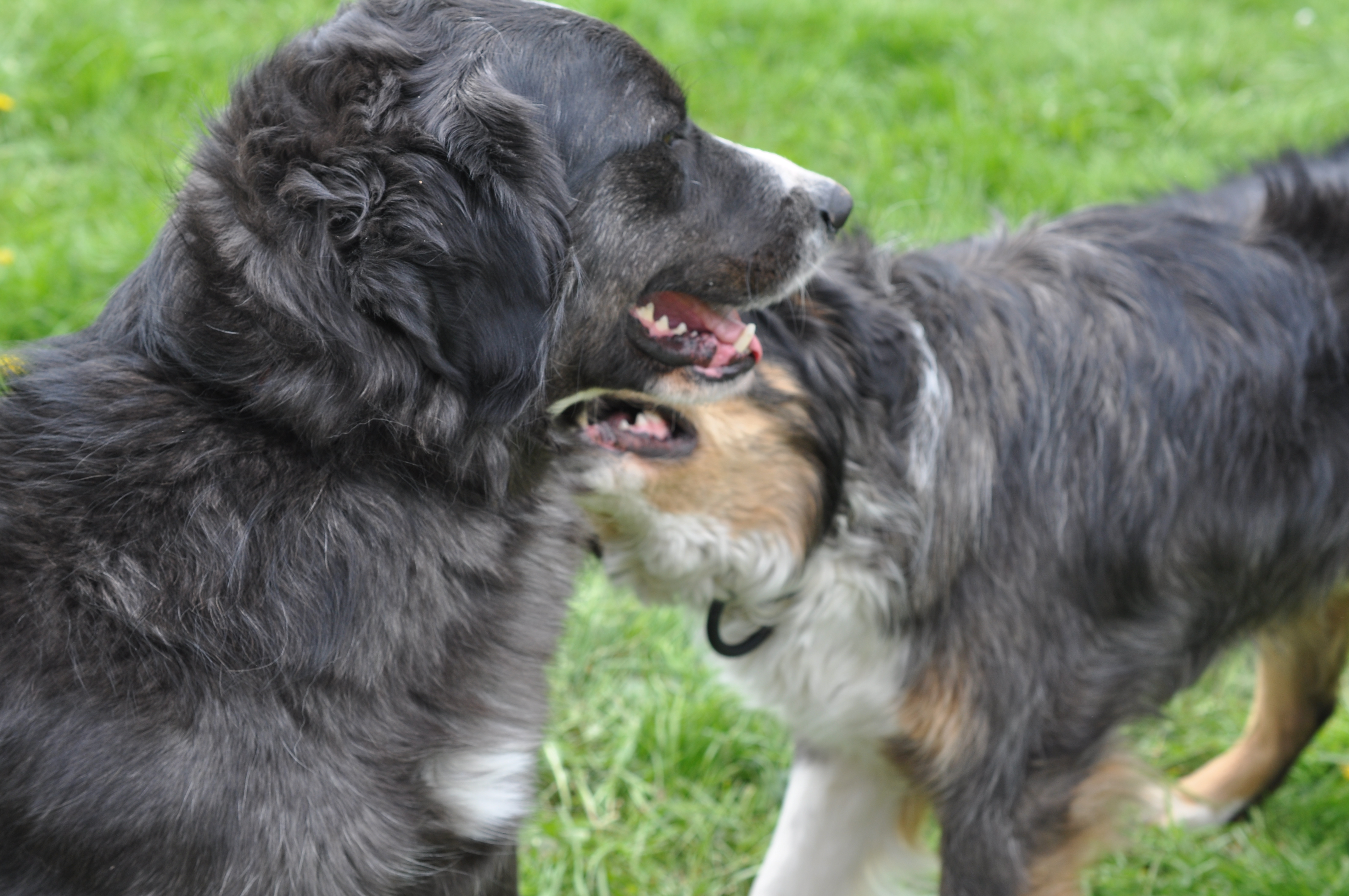 Hunde, Hunde natürlich, barf, Hunde verstehen, Hundesprache, Körpersprache Hunde, Hundetraining, Hund, Hunde trainieren, Hundetraining mit Herz