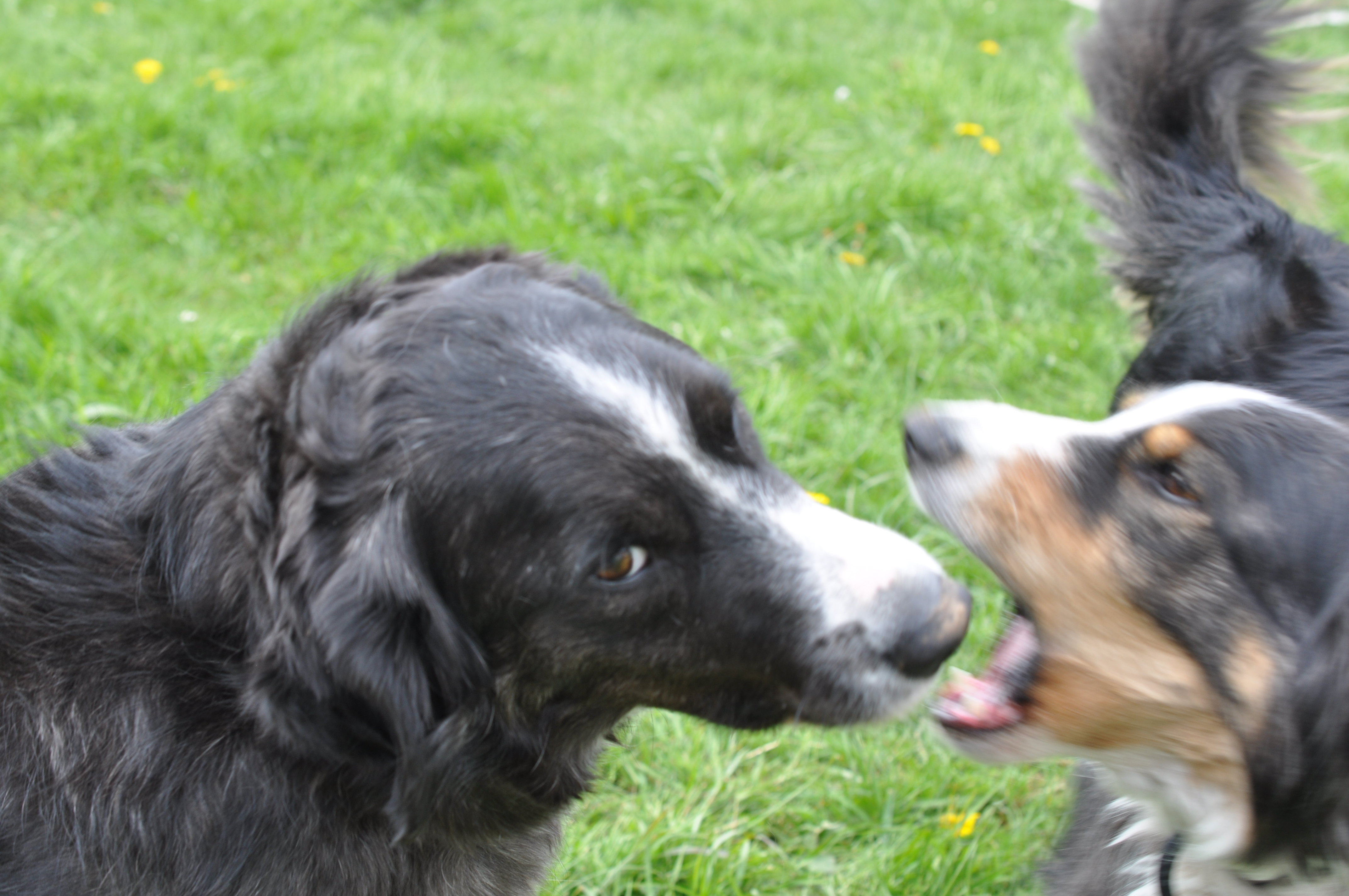 Hunde, Hunde natürlich, barf, Hunde verstehen, Hundesprache, Körpersprache Hunde, Hundetraining, Hund, Hunde trainieren, Hundetraining mit Herz