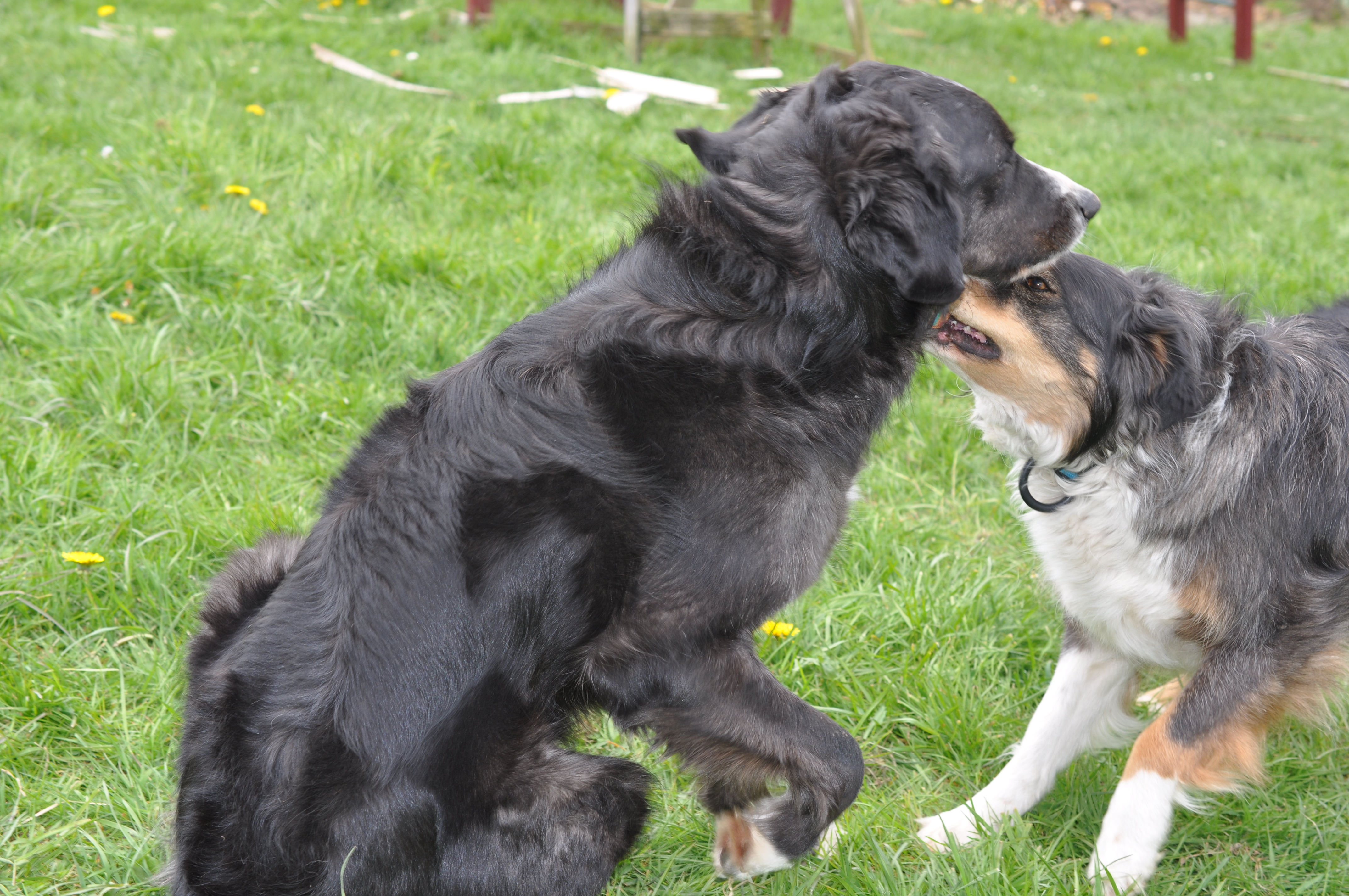 Hunde, Hunde natürlich, barf, Hunde verstehen, Hundesprache, Körpersprache Hunde, Hundetraining, Hund, Hunde trainieren, Hundetraining mit Herz