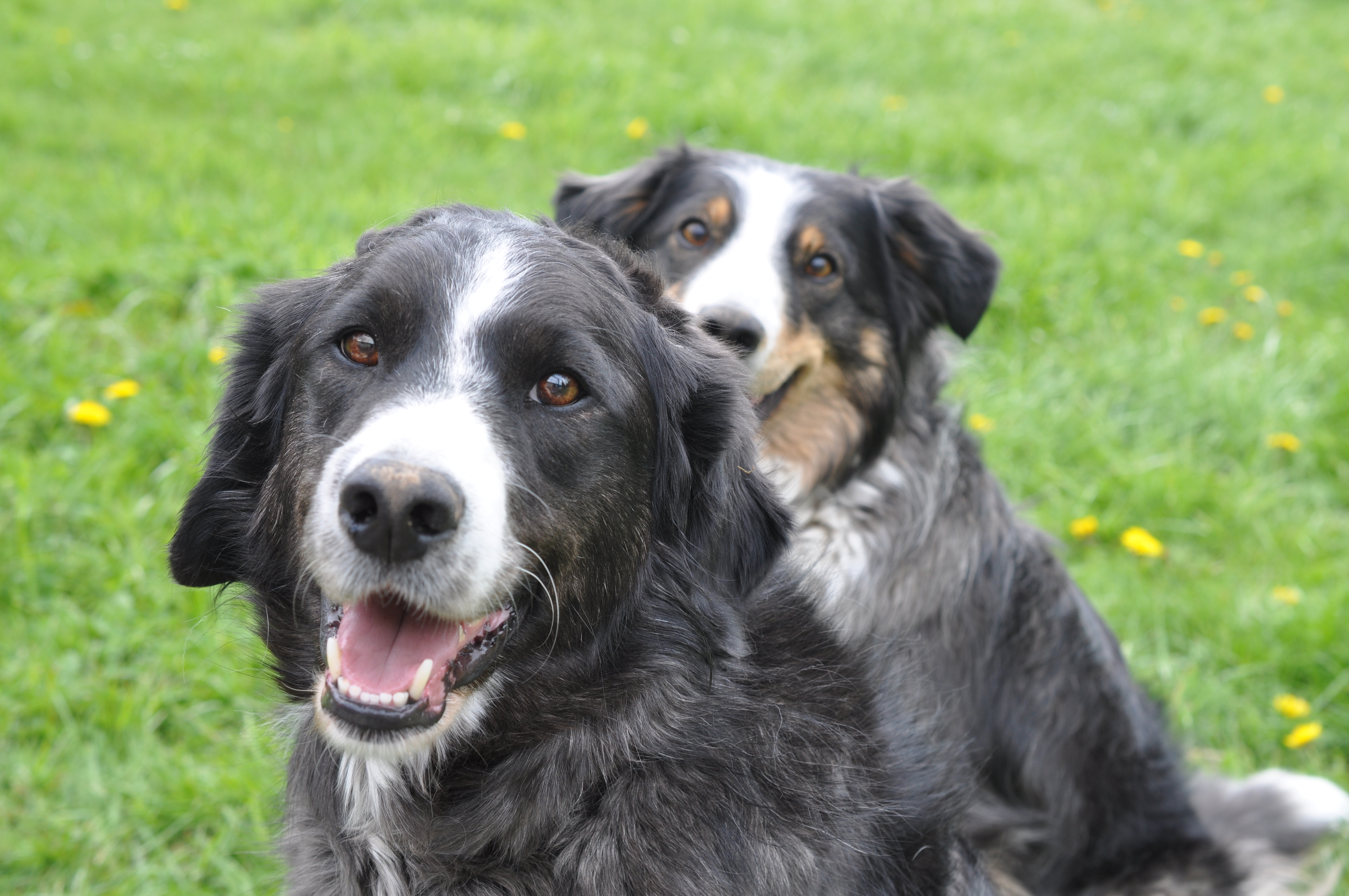 Hunde, Hunde natürlich, barf, Hunde verstehen, Hundesprache, Körpersprache Hunde, Hundetraining, Hund, Hunde trainieren, Hundetraining mit Herz