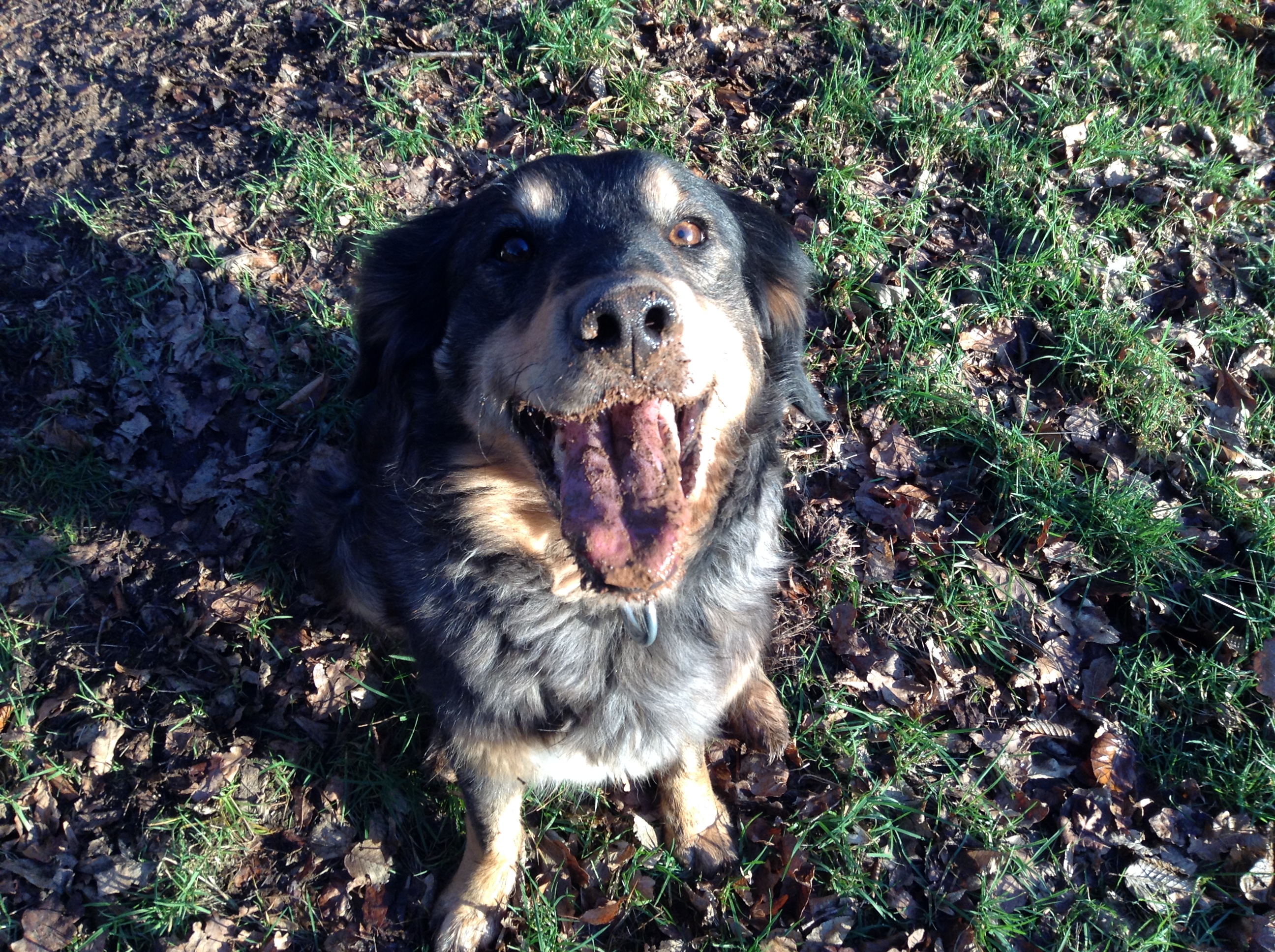 Hunde, Hunde natürlich, barf, Hunde verstehen, Hundesprache, Körpersprache Hunde, Hundetraining, Hund, Hunde trainieren, Hundetraining mit Herz